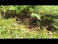 Large Bald-Faced Hornets Nest Hiding in the Bushes in Beachwood, NJ