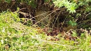 Watch video: Large Bald-Faced Hornets Nest Hiding in the Bushes in Beachwood, NJ