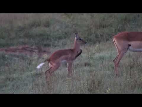 Djuma: Two Impala mothers with lambs - 01:58 - 01/02/2023