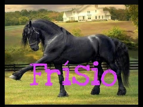 Cavalo frísio