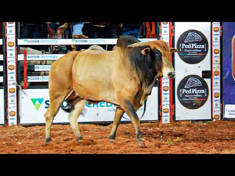 FINAL EM TOUROS - Rodeio de MARACAÍ-SP 2023