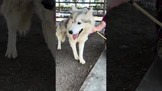 Video preview image #1 Siberian Husky Puppy For Sale in Pasadena, CA, USA