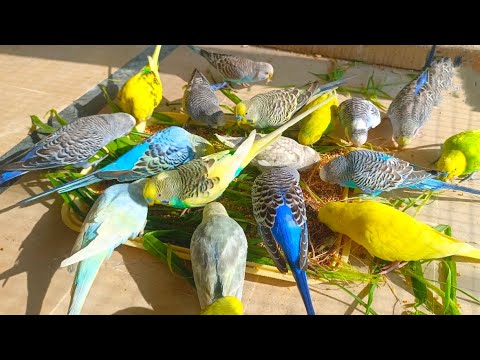 Budgie Nutrition for Healthy Feathered Friends 🐦🥦