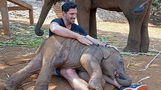 Pegando Elefante no Colo - Filhotes de Elefantes em momentos fofos e engraçados [Mr Gulet]