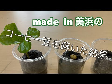 園芸 アラリア偽コーヒーの木