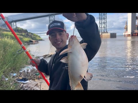 PESCA VARIADA EN TIMBUES. MUCHOS ARMADOS