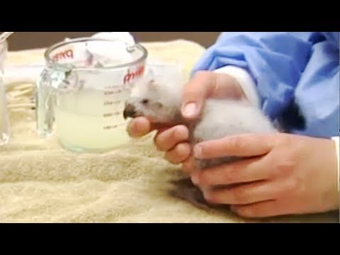 The Kakapo: Baby boom boosts flightless bird's number