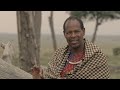 Big Cat Tales Rebirth In The Mara