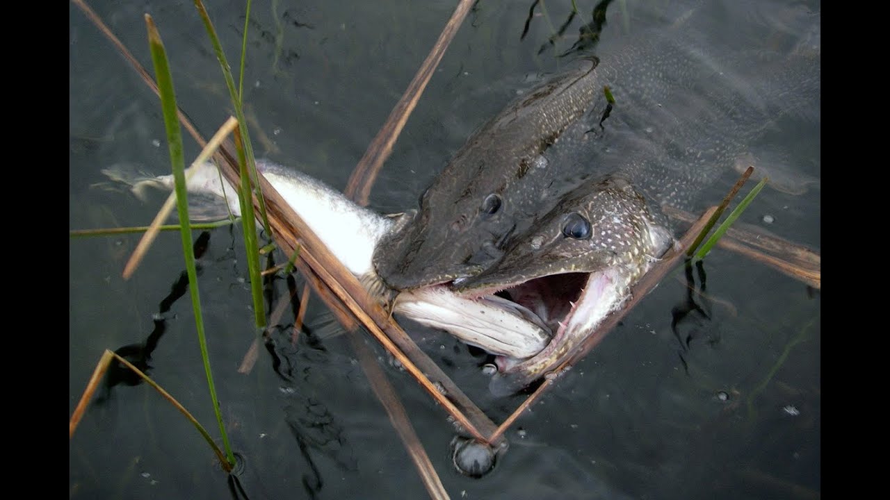 Не ожидали, что здесь, что то может быть.