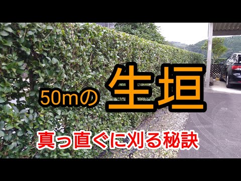 ブナの生垣を正しくトリミングする方法は次のとおりです トピックス