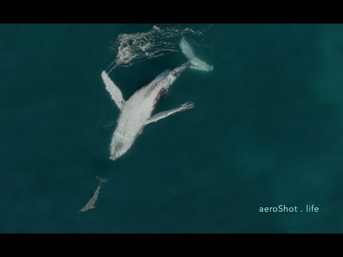 A Whale Dreaming 4k