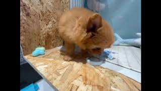 ハーフ犬の動画01