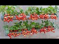 Just 1 Water Pipe You Can Grow Super Fruit Hanging Strawberries