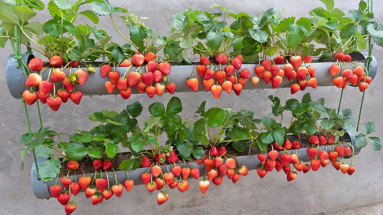 Just 1 water pipe, You can grow super fruit hanging strawberries