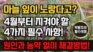 마늘잎이 누렇게 변하는 이유 웃거름 주는시기 마늘 잎마름병 방제 농약말고 이렇게 하세요