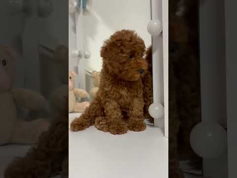 Crvena patuljasta pudla video thumbnail