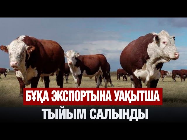 Бұқа экспортына уақытша тыйым салынды