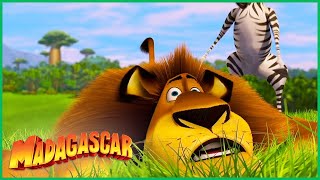 Descobrindo a Selva | DreamWorks Madagascar em Português