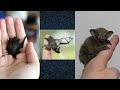 Bumblebee Bat The World's Smallest Mammal