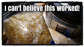 Instant Pot Growing Mushrooms: Pasteurized Straw Update