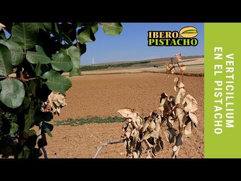Fotograma del vídeo: Verticillium en el Pistacho