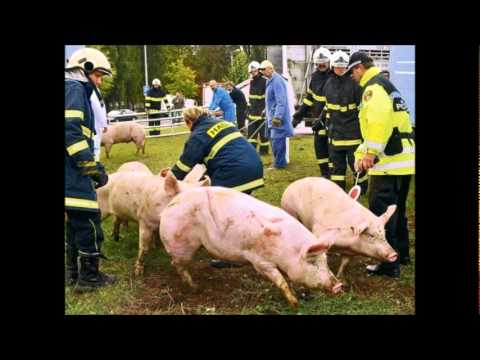 Tři čuníci - úprava