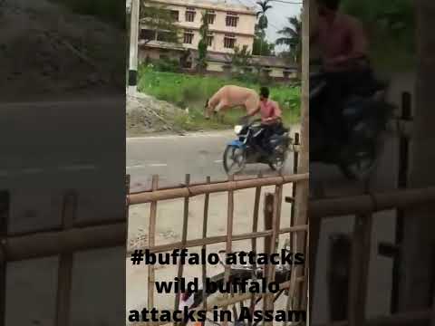 , title : '#buffalo attacks wild buffalo attacks in Assam'