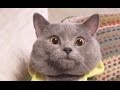 Awesome AaronsAnimal Vine Compilation 20 Awesome AaronsAnimal Vine Compilation 20