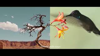 Saudi and Middle East Green Initiatives: From Ambition to Action