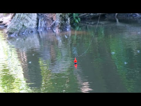 RIDICULOUS SUMMER STEELHEAD BOBBER DOWNS! - Float Fishing Summer Skamania 2023