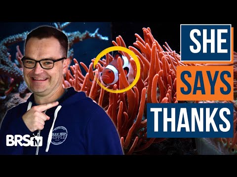 3 Ways to Cycle Your Saltwater Tank FAST (Or Slow) & More! EP: 17