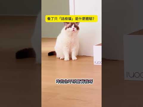 養了只「話癆貓」是什麼體驗?