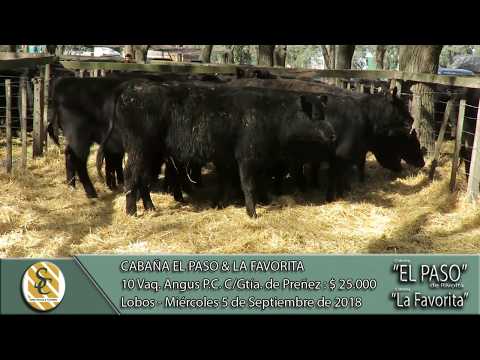 05-09-18 Venta de Vientres Angus P.C. - Cabaña El Paso & La Favorita - Lobos
