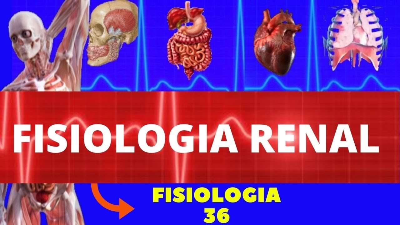 INTRODUÇÃO À FISIOLOGIA RENAL (FISIOLOGIA HUMANA) - SISTEMA EXCRETOR/ URINÁRIO - FISIOLOGIA GUYTON