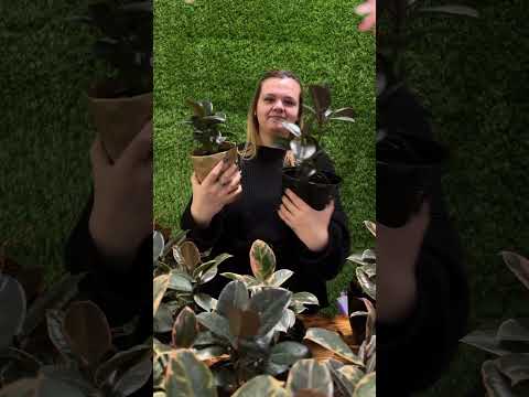 фото фикусы эластика мелани и белиз 0