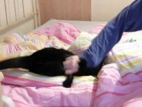 Napad zvijeri iz kukuruzista