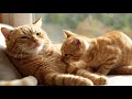 Mango S Mom Is Sick What Should We Do