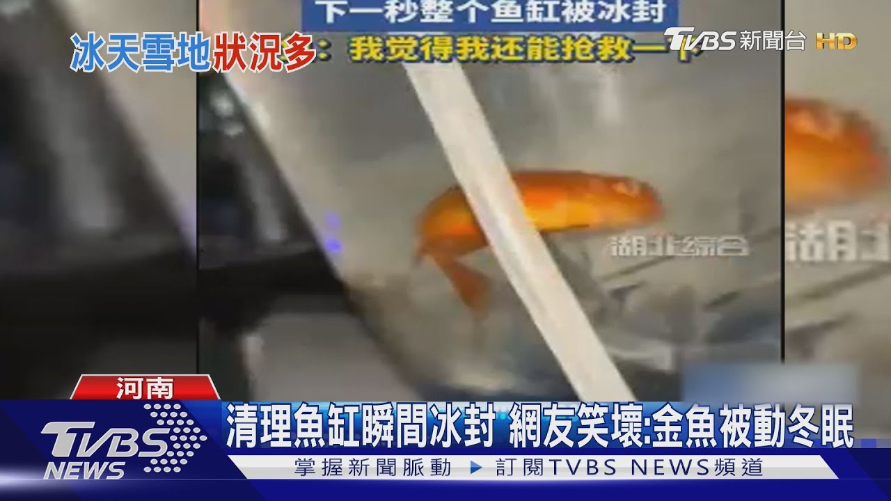 什麼原理?飼主拿滴管清理魚缸「水瞬間結冰」 網友:金魚被動冬眠