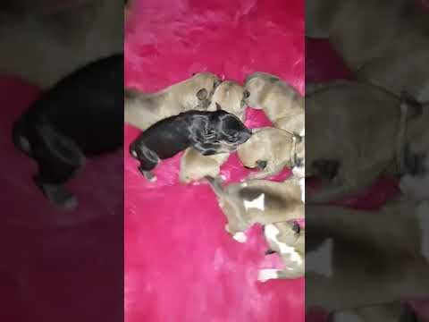 Available puppies on dinobullterriers.com