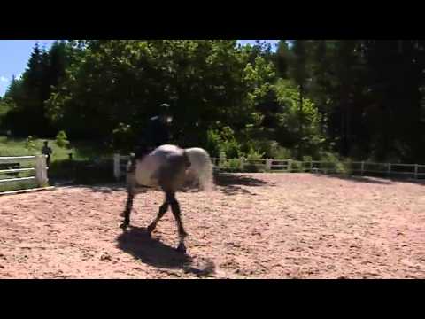 Land in the canter of your choice - Featuring Malin Baryard