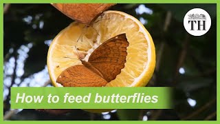 How to feed butterflies