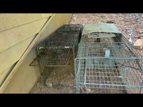 A Positive Way to Retrieve a Groundhog in Franklin Park, NJ