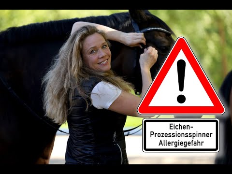 Eichenprozessionsspinner - Neue Gefahr für Pferde? Wo  sie überall lauern!