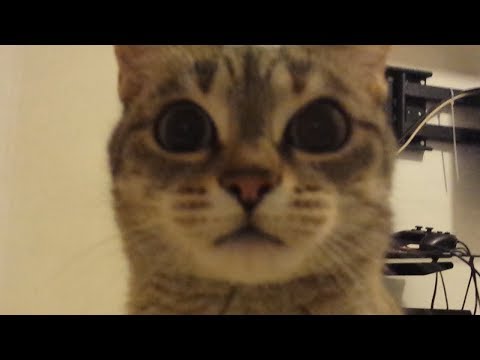 How my Kitten reacts to an empty bed