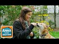 Shiba Anna Und Die Haustiere