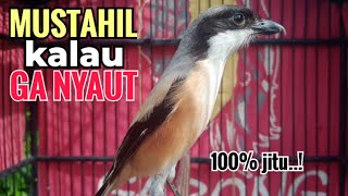 Download lagu Suara Cendet Gacor TOET TOET biangnya bikin cendet jenis apapun langsung nyaut emosi ikutan bunyi mp3