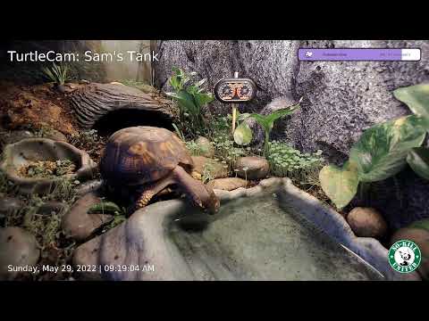 220529 - TurtleCam: Sam's Tank