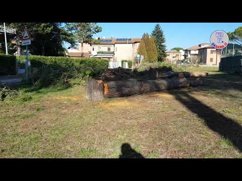 Abbattimento pini Arbia Scalo - La protesta di acuni abitanti della zona