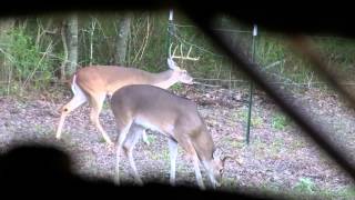 preview picture of video '7 Year Old Shoots his FIRST Whitetail Deer with Crossbow'