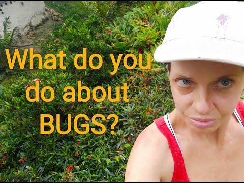 Patreon Q&A #2: What do you do about bugs?